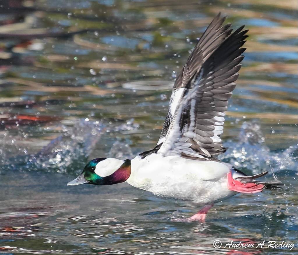 bufflehead takeoff by Andrew Reding is licensed under CC BY-NC-ND 2.0